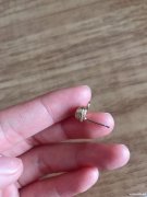 手工金丝绕线外发，顶部绕城，谁会加工的速