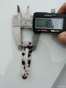 现需采购图中透明扣，寻同样品的头卡上的透