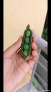 寻找做这种毛毡饰品的工厂，如图所示，有做