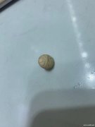 这样的扣子谁家有？如图所示，请有的和我联