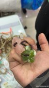 求购这款配件，找有此配件的厂家，和图片一样的，有的联系一下</strong>