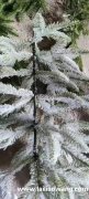 需专业机器缠绕圣诞树加工厂，样图这个能做的加工厂联系</strong>